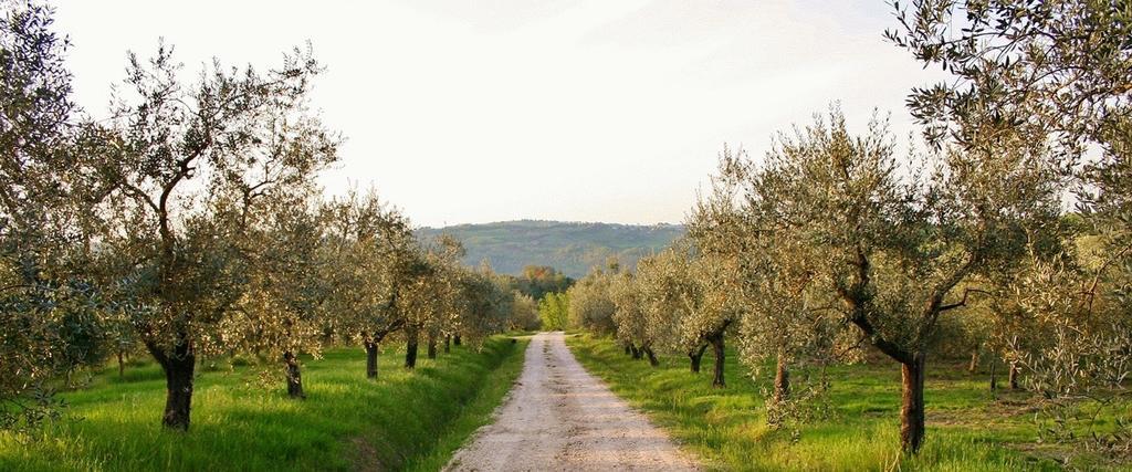 Podere Le Corone Villa Monte Castello di Vibio Eksteriør bilde